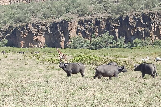 Overnight Mount Longonot and Hells Gate National Park From Nairobi - Lake Naivasha by boat: birds and the hippo pool