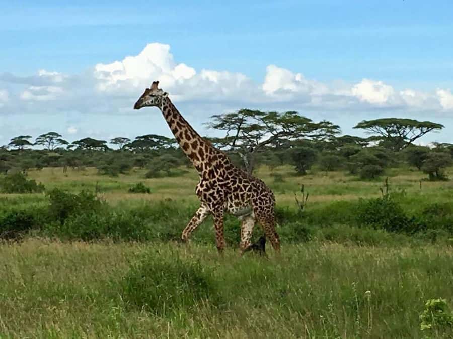 Overnight Private Safari To Masai Mara - Key highlights you should know before you go