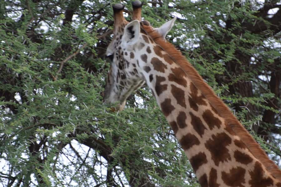 Overnight Private Safari To Masai Mara - Lunch in the park, how it fits into your best viewing hours