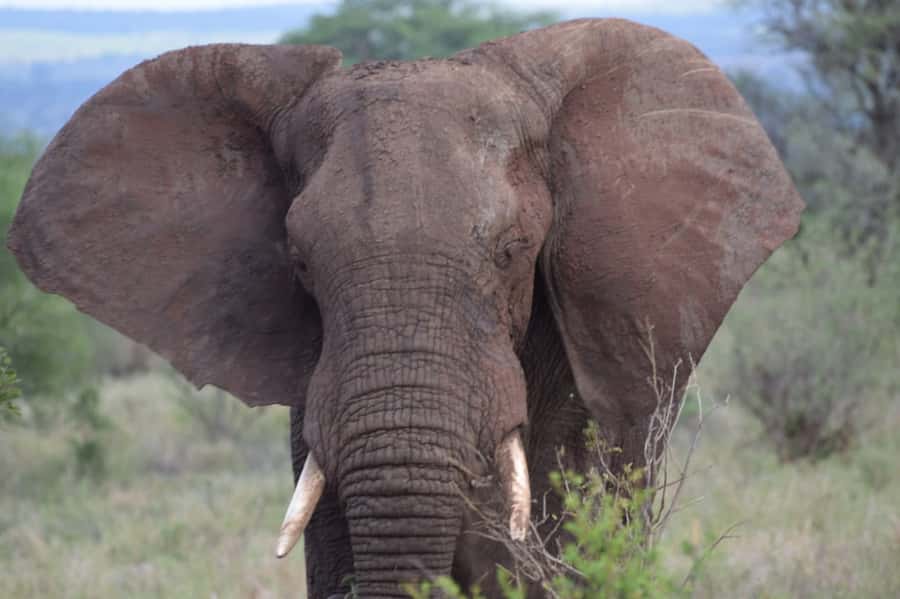Overnight Private Safari To Masai Mara - Bird watching in Masai Mara, don’t skip the small stuff