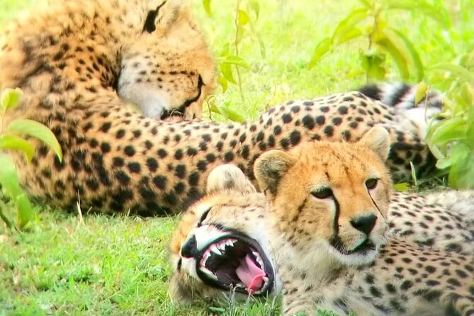 Overnight private Safari to Masai Mara National Reserve. - Overnight Base and Dinner: What Included Really Means