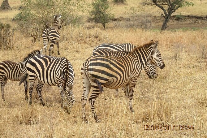 Overnight private Safari to Masai Mara National Reserve. - Price and Value: Why $702 Can Be Reasonable for a Private Two-Day Safari