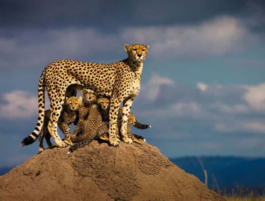 Overnight Private Safari To Masai Mara - Great Rift Valley viewpoint stop, why it’s worth the early hour