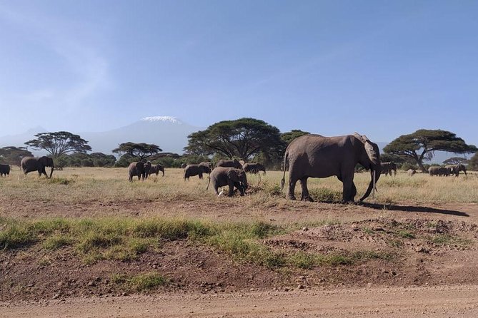 Overnight Safari to Amboseli National Park - Why Amboseli From Nairobi Works So Well