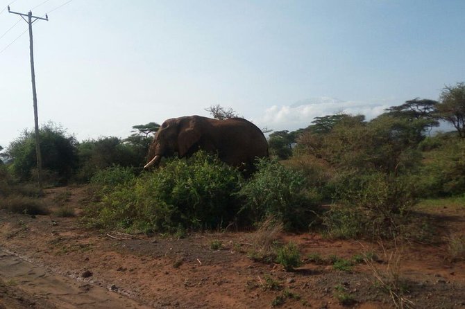 Overnight Safari to Amboseli National Park - Day One: Lunch, Rest, Then an Afternoon Game Drive