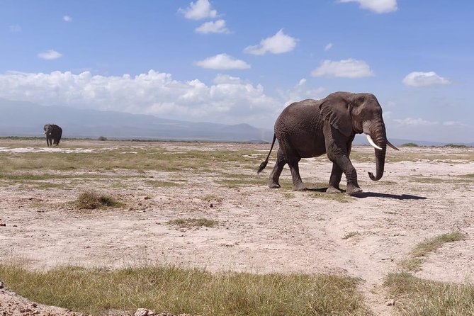 Overnight Safari to Amboseli National Park - Wildlife Odds, Guide Skills, and Photo-Friendly Positioning