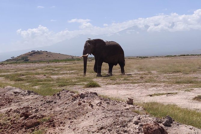 Overnight Safari to Amboseli National Park - Price and Value: Does $623.49 Buy What You Need?