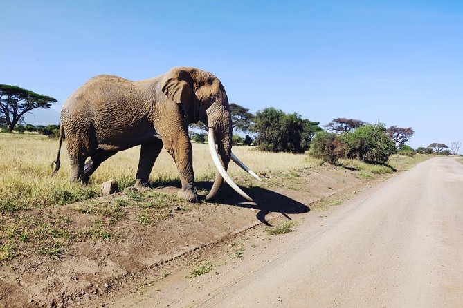 Overnight Safari to Amboseli National Park - Who This Tour Suits Best (And Who Might Want to Compare)
