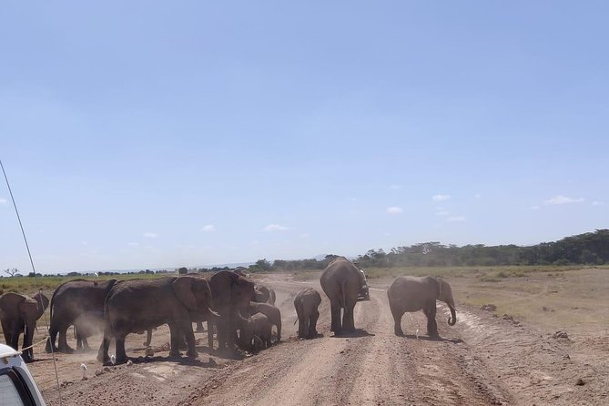 Overnight Safari to Amboseli National Park - Getting There: Nairobi Pickup and the Drive Through Savanna Country