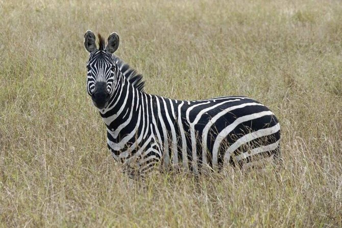 Overnight Safari To Maasai Mara - Day 2: early tea, morning game drive, and the classic Mara view