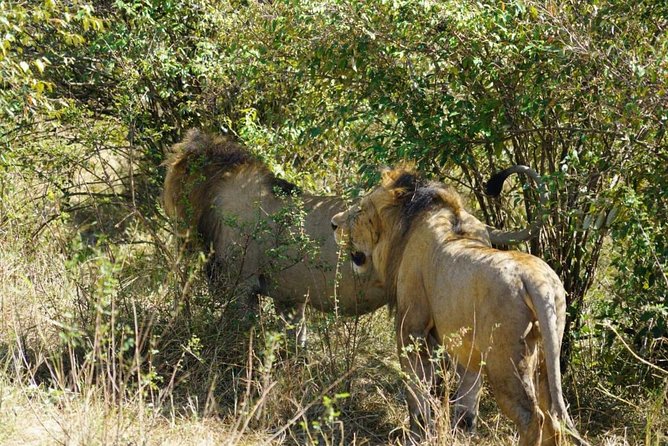 Overnight Safari To Maasai Mara - Game drives, spotting strategy, and how to get the most from limited time
