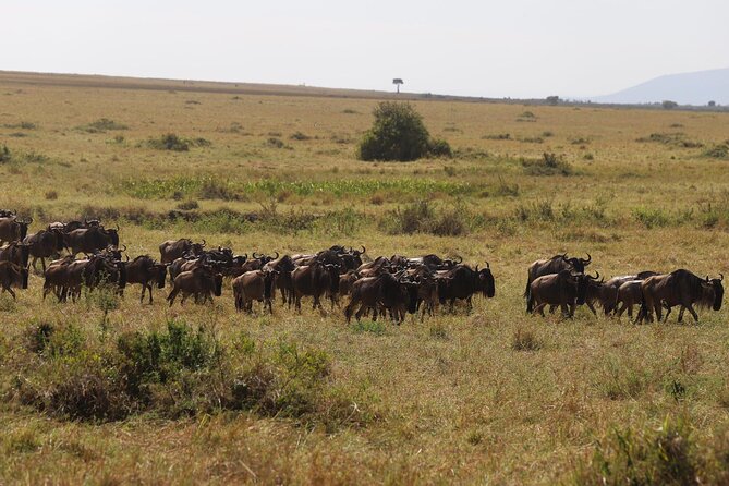 Overnight Safari To Maasai Mara - Who this overnight Maasai Mara tour fits best