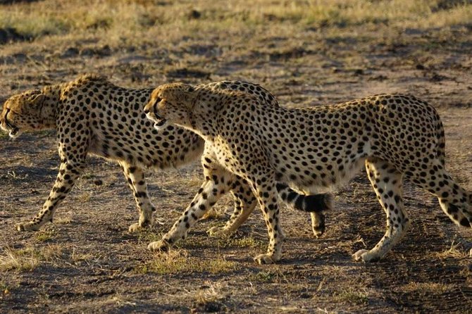 Overnight Safari To Maasai Mara - Maasai Mara Day 1, the afternoon game run, and what you should expect