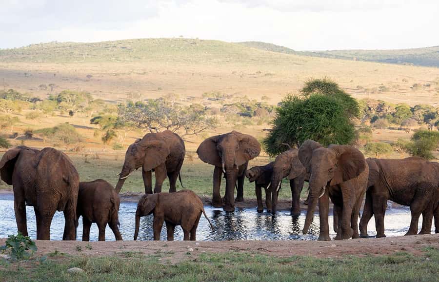Overnight Safari to Saltlick through Tsavo East Park - Key Points You’ll Care About