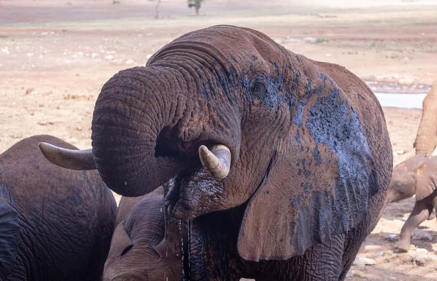 Overnight Safari to Saltlick through Tsavo East Park - Leaving Mombasa or Diani at 05:30, and Why It Matters