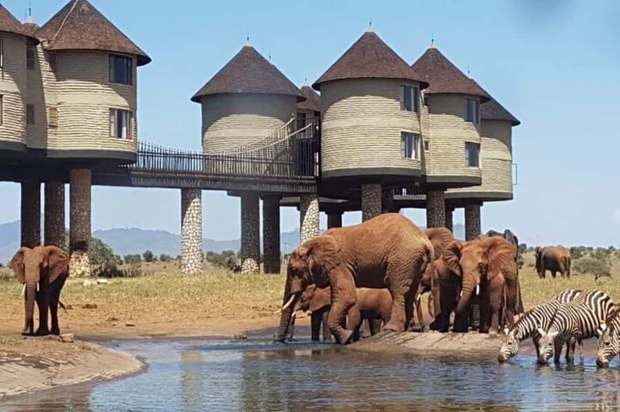 Overnight Safari to Saltlick through Tsavo East Park - Aruba Dam Timing, Dry-Season Advantage, and Wildlife Drama