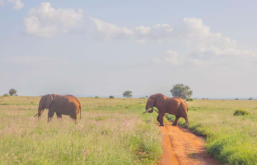 Overnight Safari to Saltlick through Tsavo East Park - Day 2 Half-Day Game Drive, Then Back to the Coast