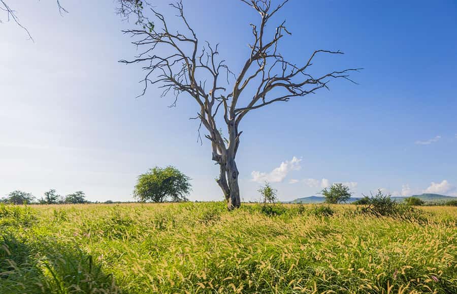 Overnight Safari to Saltlick through Tsavo East Park - Transportation and Safari Vehicle Comfort, Rooftop Style