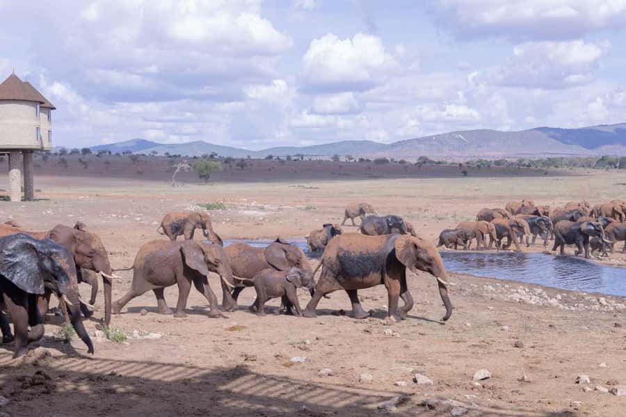 Overnight Safari to Saltlick through Tsavo East Park - Guides Like Kassim, Simon, Daud, and Benjamin: What They Tend to Bring