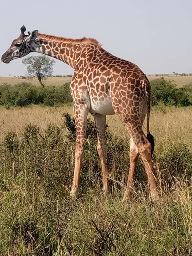 Overnight safari to Tsavo East from Mombasa / Diani Beach - Key Things You’ll Notice on This Tsavo East Overnight Safari