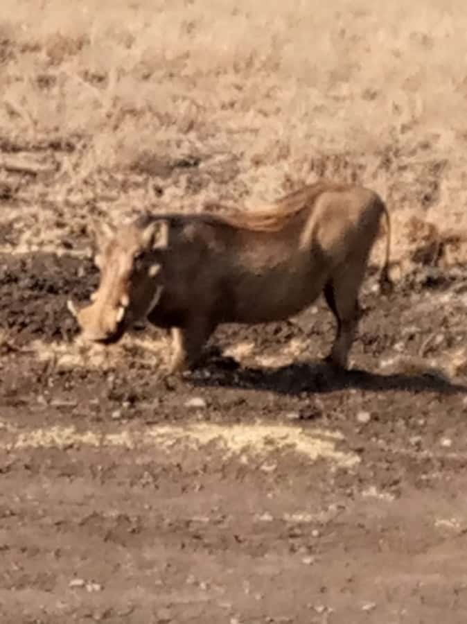 Overnight safari to Tsavo East from Mombasa / Diani Beach - A Two-Day Tsavo East Safari From the Coast