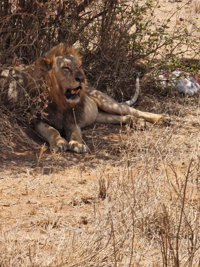 Overnight safari to Tsavo East from Mombasa / Diani Beach - Aruba Dam: Why This Waterhole Stop Is Worth Your Time