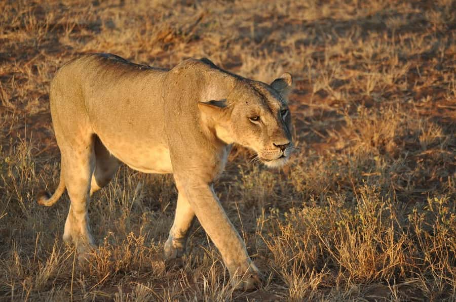 Overnight safari to Tsavo East from Mombasa / Diani Beach - Voi Safari Lodge Overnight: A Real Safari Break