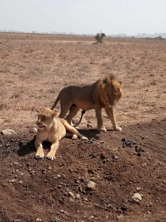 Overnight safari to Tsavo East from Mombasa / Diani Beach - Second Day: Early Breakfast, Morning Drive, and Exit Toward Diani