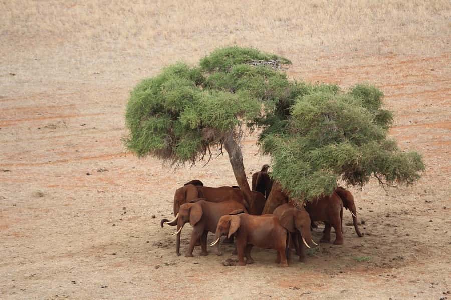 Overnight safari to Tsavo East from Mombasa / Diani Beach - The Customized Pop-Up Roof Vehicle and English Guide