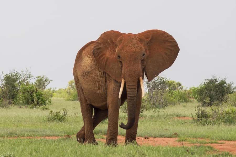 Overnight safari to Tsavo East from Mombasa / Diani Beach - Meals, Park Fees, and What Your $530 Actually Covers