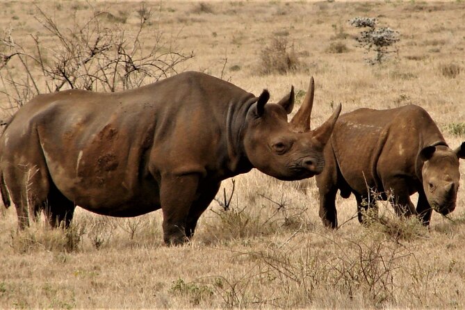 Overnight Safari to Tsavo East National Park from Mombasa/Diani - Day 2: sunrise drive for lions and other big cats