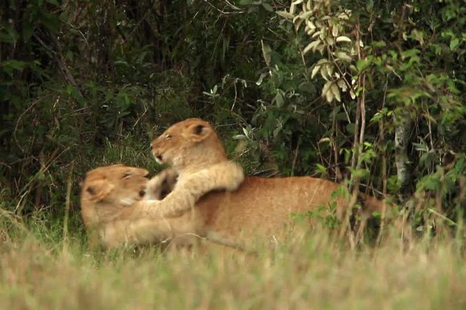 Overnight Safari to Tsavo East National Park from Mombasa/Diani - Lodge night at Voi: what to expect and what to pack for