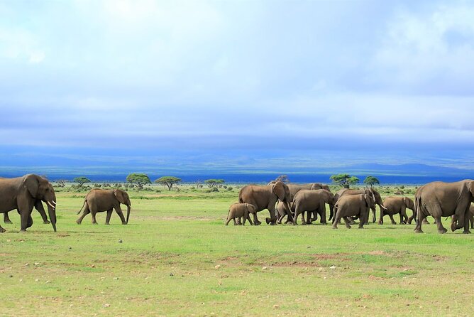 Overnight Tour in Amboseli National Park from Nairobi - Maasai culture and wildlife coexistence, without turning it into a lecture