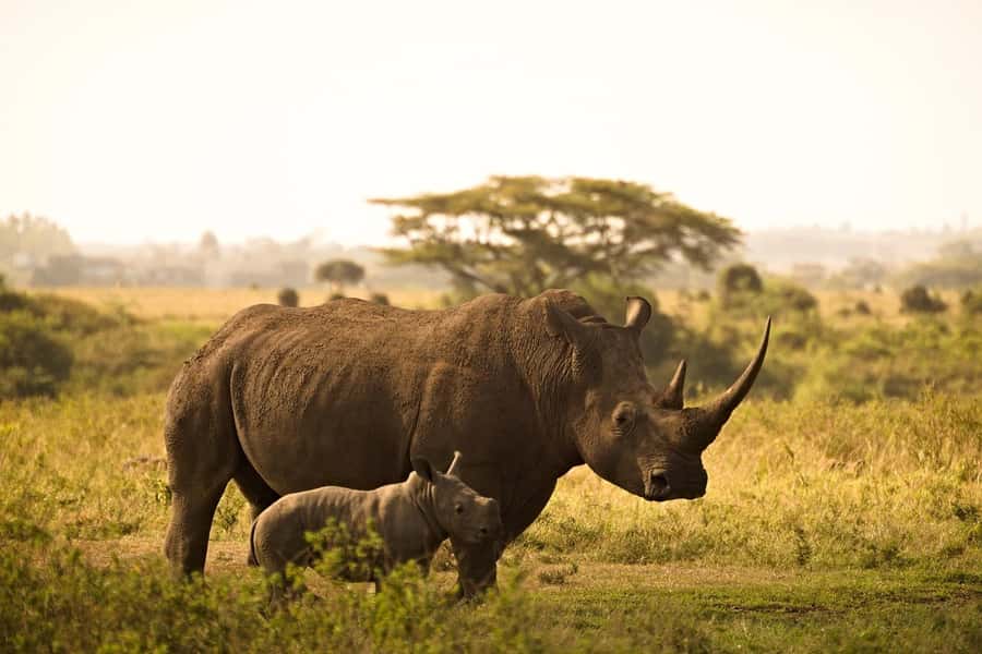 Overnight Tsavo East Safari From Mombasa/Diani (Private) - Price and Value Around $507 Per Person: What You Get, What You Pay Extra