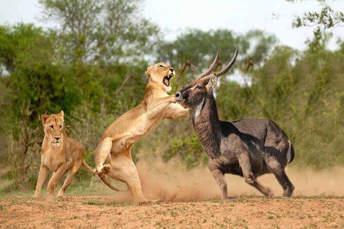 Private 3-Day Masai Mara Safari Adventure - Why This 3-Day Maasai Mara Safari Feels Like Good Value