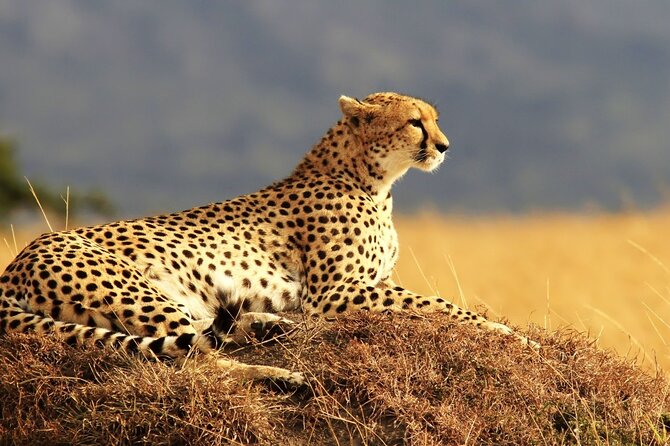 Private 3-Day Masai Mara Safari Adventure - Timing and Realistic Expectations for a 3-Day Mara Trip