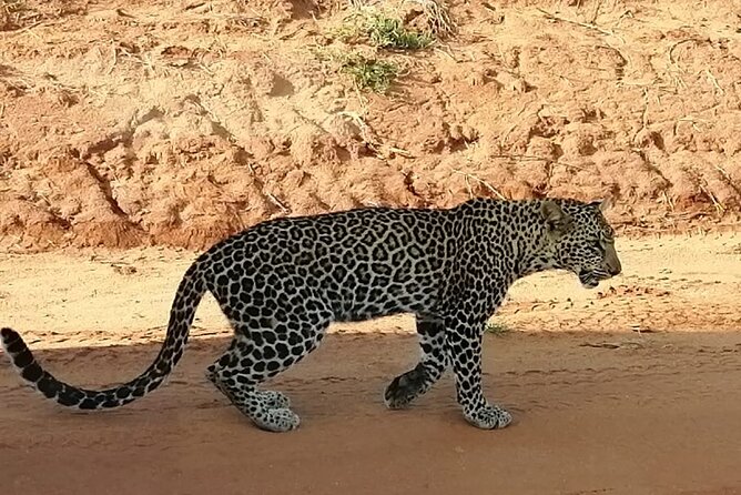Private 3 Day Tsavo East Safari from Mombasa - Price, What You Actually Get, and How to Judge Value