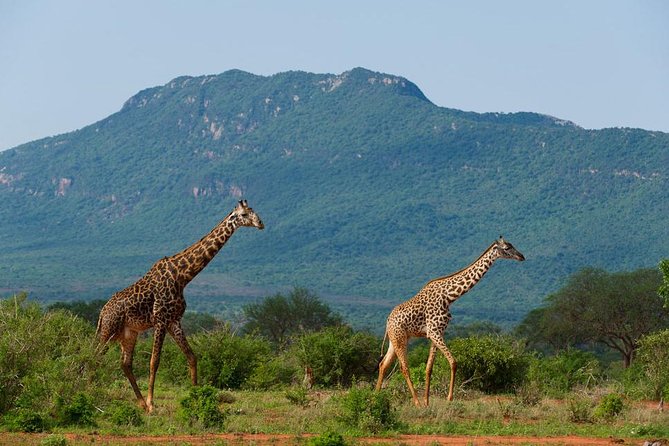 Private 3 Day Tsavo East Safari from Mombasa - Where This Safari Fits Best (and Who Might Want a Different Pace)