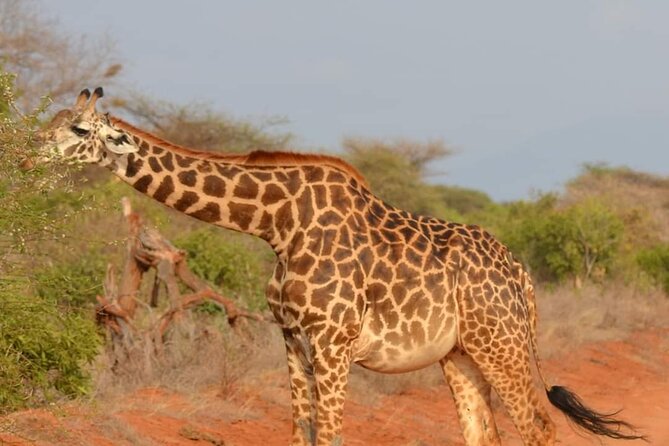 Private 3 Day Tsavo East Safari from Mombasa - FAQ