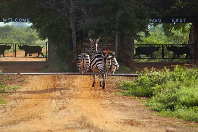 Private 3 Day Tsavo East Safari from Mombasa - Day 2 Choice Menu: Full-Day Picnic or Early Morning Plus Afternoon