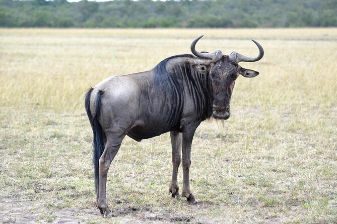 Private 5 Day Kenya Safari in Mara Lake Naivasha and Amboseli - The big idea: why this 5-day Kenya safari mix works