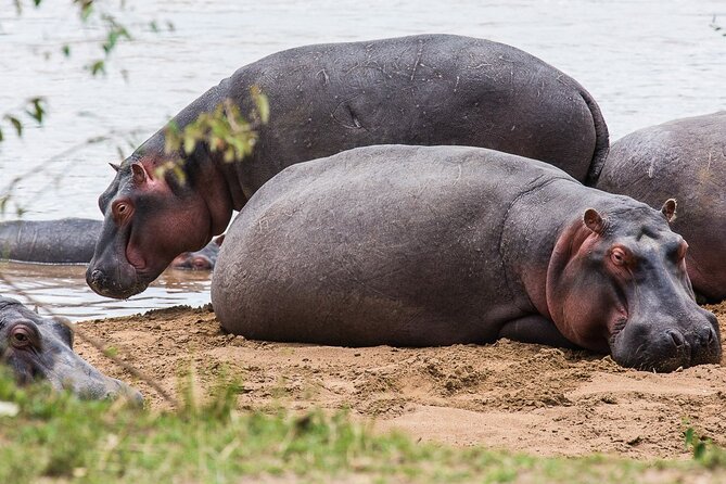 Private 5 Day Kenya Safari in Mara Lake Naivasha and Amboseli - Nairobi on day 5: a practical finish with wildlife and culture options