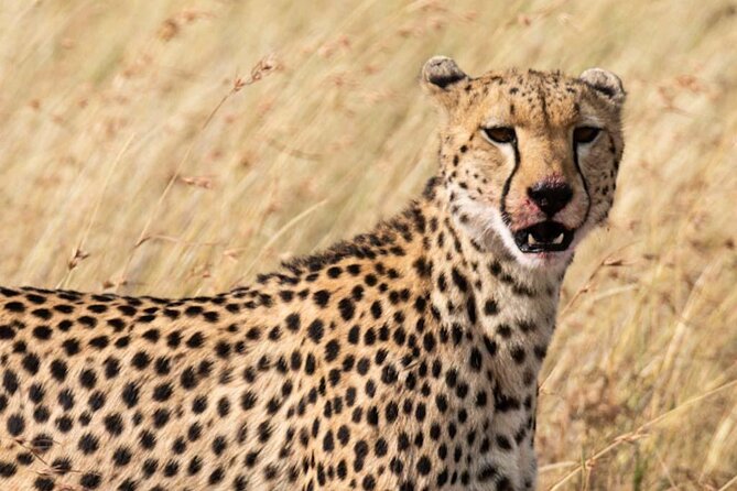 Private 5 Day Kenya Safari in Mara Lake Naivasha and Amboseli - Guides and communication: why Simon and Mr. Richard are a big deal