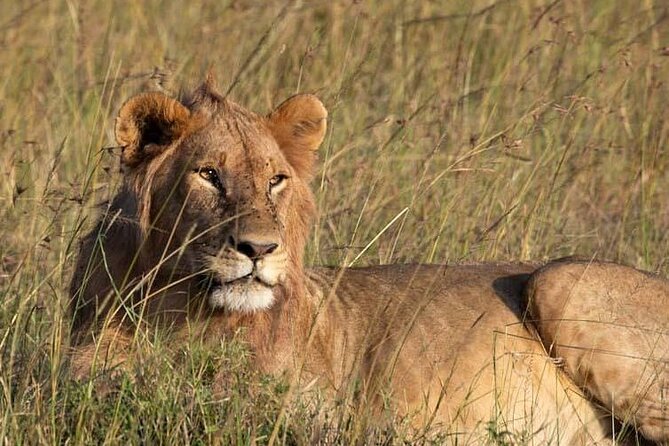 Private 5 Day Kenya Safari in Mara Lake Naivasha and Amboseli - Day 1 in Amboseli National Park: elephants, habitats, and Kilimanjaro drama