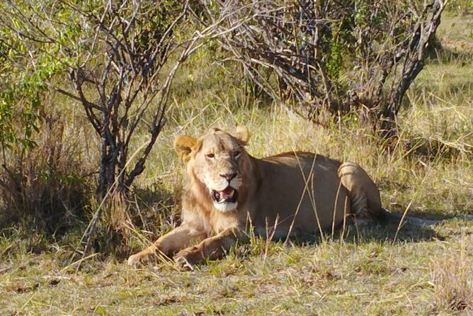 Private 5 Day Maasai Mara with Lake Nakuru and Lake Naivasha Tour - Entering the Mara: Sekenani Camp, Pool Time, and a First Sunset Drive
