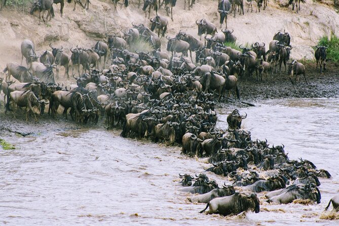 Private 7 Days Kenya Safari Amboseli, Naivasha, Nakuru, Mara - Masai Mara National Reserve: The Big Five Rhythm and Acacia-Tree Lunch Break