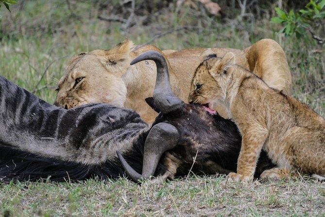 Private 7 Days Kenya Safari Amboseli, Naivasha, Nakuru, Mara - Your Driver Guide and Vehicle: What Private Really Means on Safari