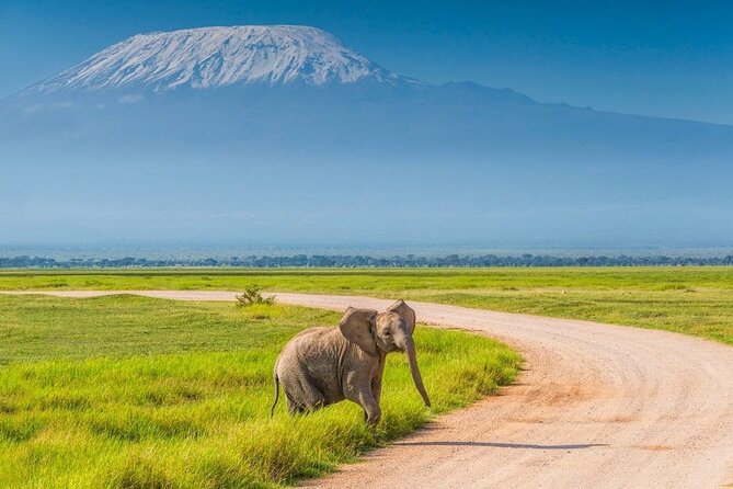Private Day Tour Amboseli National Park, View Mt. Kilimanjaro 4<em>4 – Key things that make this Amboseli day work’ /></p>
<ul>
<li><strong>5:00am pickup</strong> means you’re in position early for the best light and animal activity</li>
<li><strong>Pop-up roof safari vehicle</strong> helps you scan for wildlife without craning all day</li>
<li><strong>Amboseli morning game viewing</strong> focuses on elephants and classic savanna species</li>
<li><strong>Kilimanjaro views from the park area</strong> can be crystal clear in the right conditions</li>
<li><strong>Lunch included</strong> saves you a headache on a 10+ hour wildlife day</li>
<li><strong>Only your group</strong> keeps the pace calmer than a mixed tour</li>
</ul>
<div class="twil" style="margin: 20px 0; padding: 15px 0;"><p>Amboseli departures we also sat down with</p><ul style="margin: 10px 0; padding: 0; list-style: none; display: grid; grid-template-columns: repeat(auto-fill, minmax(250px, 1fr)); gap: 14px;"><li style="border: 1px solid #e5e5e5; border-radius: 8px; overflow: hidden; line-height: 1.4; background: #fff;"><a href="https://thekenyatraveler.com/nairobi-day-tour-to-amboseli-national-park-maasai-village/" aria-hidden="true" tabindex="-1"><img decoding="async" style="width: 100%; height: 150px; object-fit: cover; display: block;" src="https://imgs.thekenyatraveler.com/wp-content/uploads/nairobi-day-tour-to-amboseli-national-park-maasai-village-400x267.jpg" alt="" loading="lazy"></a><div style="padding: 10px 12px;"><a href="https://thekenyatraveler.com/nairobi-day-tour-to-amboseli-national-park-maasai-village/" style="font-weight: 600;">Nairobi: Day Tour to Amboseli National Park & Maasai Village</a><br><span style="font-size: 0.82em; color: #555; margin-top: 4px;"><span style="color: #C8781E;">★</span> 4.5 &middot; 310 reviews</span></div></li><li style="border: 1px solid #e5e5e5; border-radius: 8px; overflow: hidden; line-height: 1.4; background: #fff;"><a href="https://thekenyatraveler.com/amboseli-day-tour-from-nairobi/" aria-hidden="true" tabindex="-1"><img decoding="async" style="width: 100%; height: 150px; object-fit: cover; display: block;" src="https://imgs.thekenyatraveler.com/wp-content/uploads/amboseli-day-tour-from-nairobi-400x267.jpg" alt="" loading="lazy"></a><div style="padding: 10px 12px;"><a href="https://thekenyatraveler.com/amboseli-day-tour-from-nairobi/" style="font-weight: 600;">Amboseli Day Tour from Nairobi</a><br><span style="font-size: 0.82em; color: #555; margin-top: 4px;"><span style="color: #C8781E;">★</span> 5.0 &middot; 84 reviews</span></div></li><li style="border: 1px solid #e5e5e5; border-radius: 8px; overflow: hidden; line-height: 1.4; background: #fff;"><a href="https://thekenyatraveler.com/day-trip-amboseli-national-park-maasai-village-nairobi/" aria-hidden="true" tabindex="-1"><img decoding="async" style="width: 100%; height: 150px; object-fit: cover; display: block;" src="https://imgs.thekenyatraveler.com/wp-content/uploads/day-trip-amboseli-national-park-maasai-village-nairobi-400x266.jpg" alt="" loading="lazy"></a><div style="padding: 10px 12px;"><a href="https://thekenyatraveler.com/day-trip-amboseli-national-park-maasai-village-nairobi/" style="font-weight: 600;">Day Trip: Amboseli National Park & Maasai Village – Nairobi</a><br><span style="font-size: 0.82em; color: #555; margin-top: 4px;"><span style="color: #C8781E;">★</span> 4.4 &middot; 69 reviews</span></div></li><li style="border: 1px solid #e5e5e5; border-radius: 8px; overflow: hidden; line-height: 1.4; background: #fff;"><a href="https://thekenyatraveler.com/6-days-masai-mara-nakuru-amboseli-group-safari-on-landcruiser/" aria-hidden="true" tabindex="-1"><img decoding="async" style="width: 100%; height: 150px; object-fit: cover; display: block;" src="https://imgs.thekenyatraveler.com/wp-content/uploads/6-days-masai-mara-nakuru-amboseli-group-safari-on-landcruiser-400x266.jpg" alt="" loading="lazy"></a><div style="padding: 10px 12px;"><a href="https://thekenyatraveler.com/6-days-masai-mara-nakuru-amboseli-group-safari-on-landcruiser/" style="font-weight: 600;">6-Days Masai Mara, Nakuru & Amboseli Group Safari on Landcruiser</a><br><span style="font-size: 0.82em; color: #555; margin-top: 4px;"><span style="color: #C8781E;">★</span> 5.0 &middot; 56 reviews</span></div></li></ul></div><h2 id="nairobi-to-amboseli-at-dawn-why-this-start-matters">Nairobi to Amboseli at dawn: why this start matters</h2>
<p>4 – Nairobi to Amboseli at dawn: why this start matters’ /><br />
This tour starts at <strong>5:00am</strong>, and it’s not just a random early time. Amboseli is at its best when you catch wildlife moving in the cooler hours, and when visibility is good enough to make Kilimanjaro feel close even from far away.</p>
<p><p>You’ll roll out from Nairobi after pickup, either from the airport or a hotel/residence in the Nairobi CBD area. The drive itself is part of the experience: you pass savanna country with local homesteads and Maasai herdsmen grazing cattle. It’s a reminder that this isn’t a “park-only” day. You’re traveling through the wider region that surrounds Amboseli, where day-to-day life and grazing land overlap with wildlife country.</p>
</p>
<p><p>Practically, the early start also affects what you should pack. You’ll be up before breakfast, and your “meals timeline” depends on the day’s road conditions and where the guide finds animals. The tour includes lunch, but drinks are not included, and extra snacks are on you.</p>
</p>
<h2 id="the-safari-vehicle-pop-up-roof-comfort-and-better-spotting">The safari vehicle: pop-up roof comfort and better spotting</h2>
<p><img width="669" height="446" decoding="async" src=