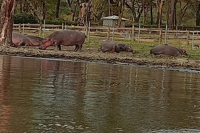 Private Day tour to Hell's Gate National Park and Lake Naivasha - Riding the park: pacing, stops, and what the guide adds