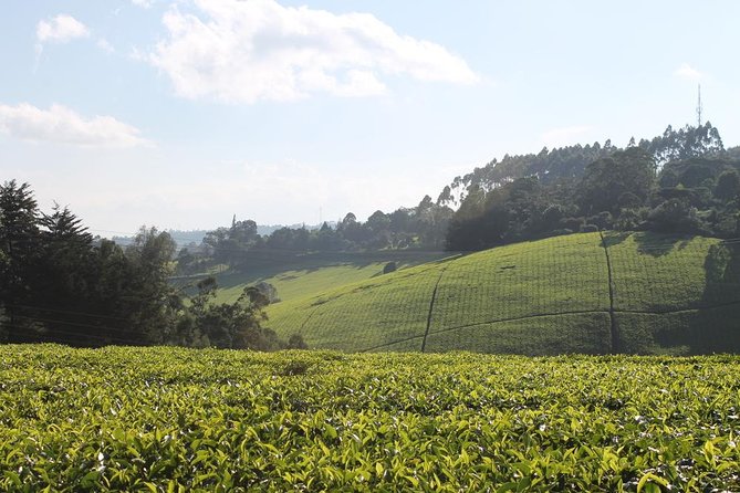 Private Day Trip to Kiambethu Tea Farm in Limuru from Nairobi - The Nairobi to Limuru drive, and why altitude changes the mood